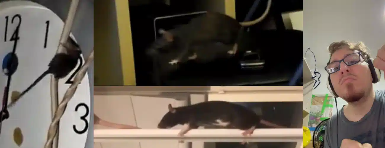 Rat animation references.